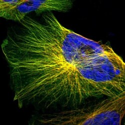 BASC4 Antibody, Novus Biologicals:Antibodies:Primary Antibodies